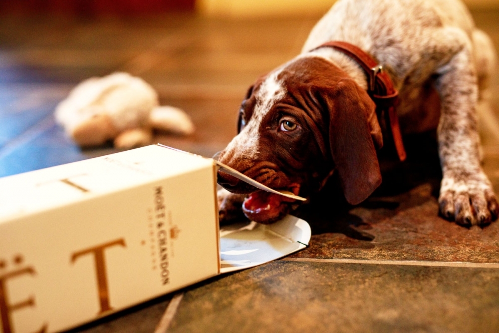 dog drinking the champagne