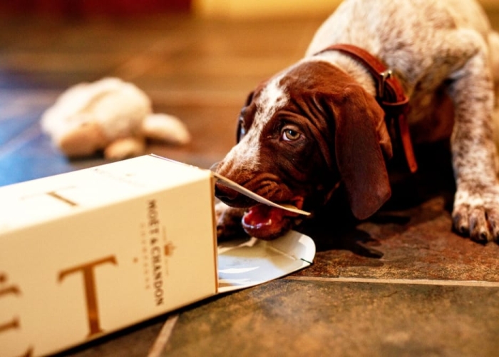 dog drinking the champagne